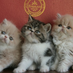 Наталия Автаева, 14.06.1984, Тула