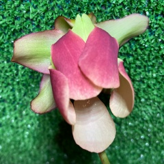 Светлана Маторина, 03.05, Москва