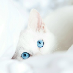 Елена Назарчук, 25.07, Черкассы