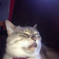 Bermet Kabylbekova, 23.12, Бишкек