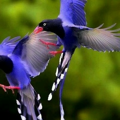 Анджела Алакаева