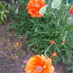 Алёна Наумова-Кравченко, 25.07, Николаев