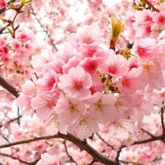 Nana Osaki, 19.08.1967, Sevilla