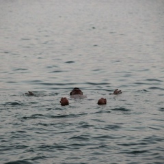 Святослав Финогенов, 17.09.1984, Одесса