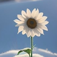 Наталья Маломуж, Санкт-Петербург