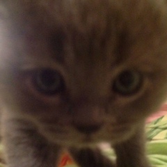 Вишнёвый Пирог, 20.03