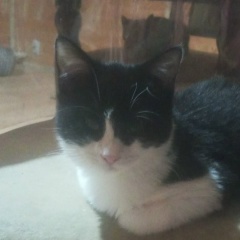 Мамед Мехтиев, 04.02, Загатала