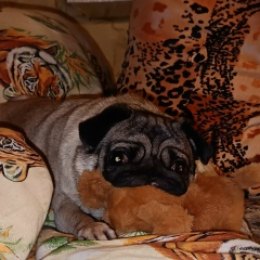 Елена Владимировна, Санкт-Петербург