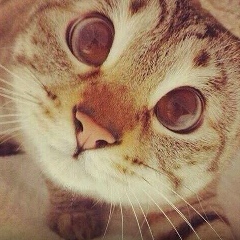 Сашулечка Дегтярев, 17.05.1985, Москва