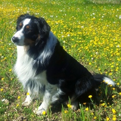 Marcello Centola, 21.12.1967