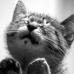 Сирануш Дудукчян, 22.05, Москва