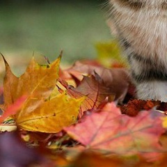 Анатолий Тян, 01.01.1983, Красноярск