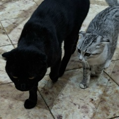 Назрипат Латипова, 12.11, Санкт-Петербург