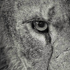 Мага Магич, 30.12, Venezia