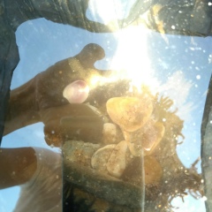 Анна Шарова, Санкт-Петербург