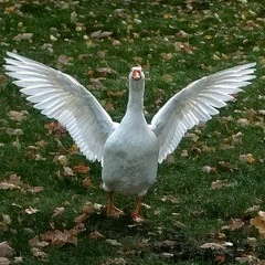 Гусь Гусеевич, 01.07.1920, Санкт-Петербург