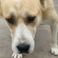 Ратибор Иванов, Antananarivo