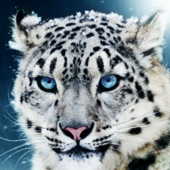 Жалгас Бурамбаев, 13.11, Алматы