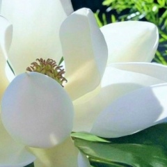 Людмила Шафикова, Санкт-Петербург