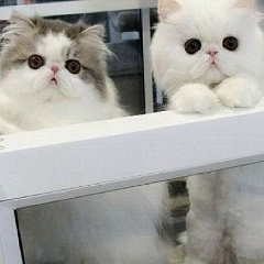 Наталья Тарасова, 04.06.1990, Parma