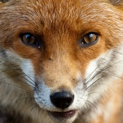 Елизавета Гаврилова, Санкт-Петербург