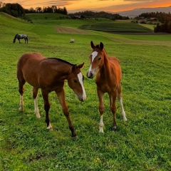Ұлан Тұлпарбеков, 05.07, Алматы