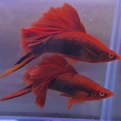 Артём Свадковский, 15.10, Москва