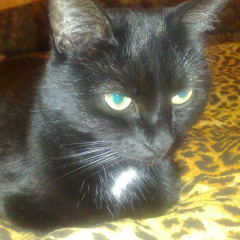 Владимир Шуйский, Санкт-Петербург