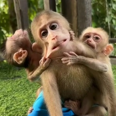 Diana Diana, 06.09.1987, Санкт-Петербург