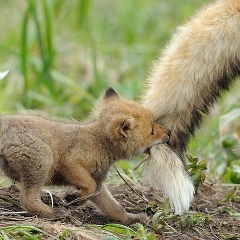 Kira Bai, Астана