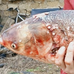 Виктор Клопов, 19.09.1991, Саки