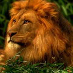 Артур Лионски, 08.08, Санкт-Петербург