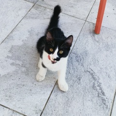 Андрей Лакотко