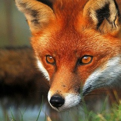 Алексей Акулов, Краснодар