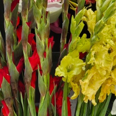 Алла Ханнинен, 04.10, Санкт-Петербург