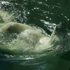 Abror Sabirov, 10.11.1987, Ташкент