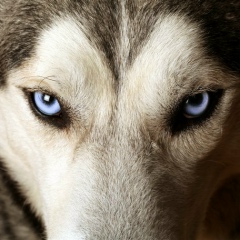 Николай Карпов, 10.10, Пятково