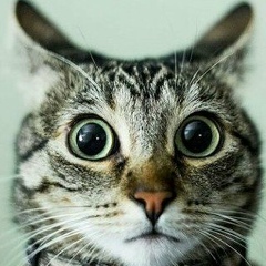 Виталий Тонконогов, 01.05.1985, Воскресенск