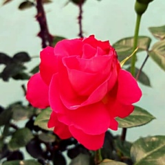 Сая Байжанова, Бишкек