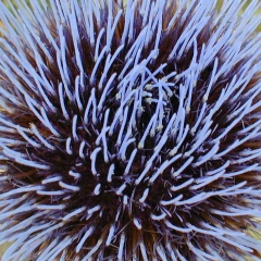 Петр Конев, 08.08.1981, Киев