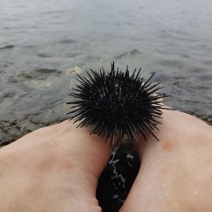 Серега Дубровский, Москва