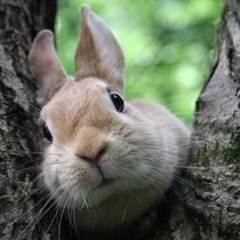 Радмила Командык