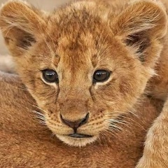 Людмила Овсянникова, Пермь