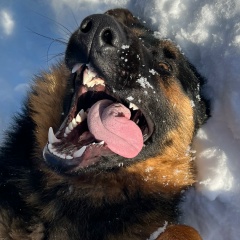 Den Skovorodka, 17.03