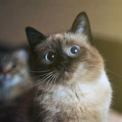 Катя Бабіч, 04.09, Одесса