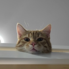 Den Is, 24.09, Москва