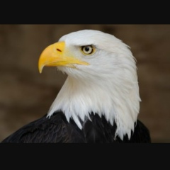 Таджеддин Алекберли, 08.07.1992, Москва