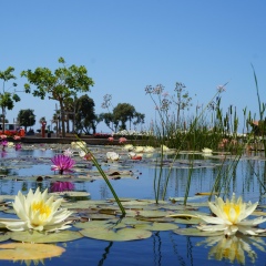 Bis Bis, 02.07, Москва