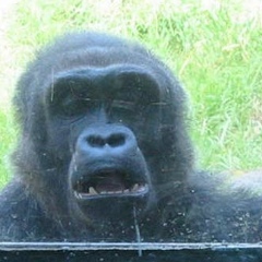 Анатолий Йа, 09.07.1995, Москва