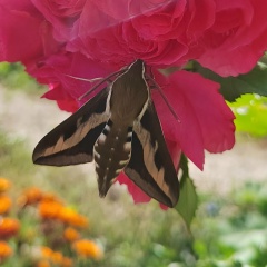 Юлия Будзан, Тарко-Сале